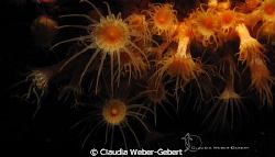 yellow anemones II by Claudia Weber-Gebert 